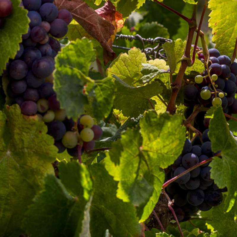 Wed 25: Doctor Woof presents 'Bears & Wine' 2026 - Image 9